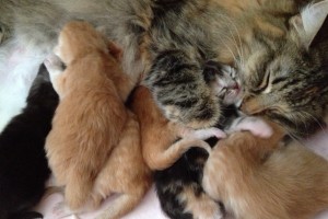 Kattungar norsk skogkatt