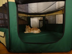 Katten Stoy testar den nya kattlekhagen,