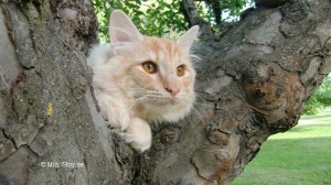 Stoy, norsk skogkatt