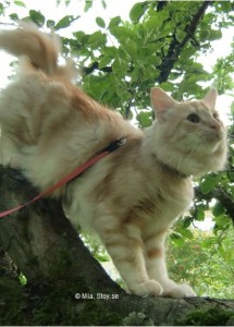 Stoy, en norsk skogkatt
