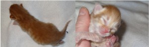 Kattungen Glimra, nyfödd liten röd norsk skogkattunge.