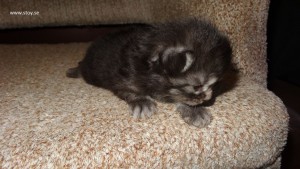 Kattunge, norsk skogkatt, 11 dagar