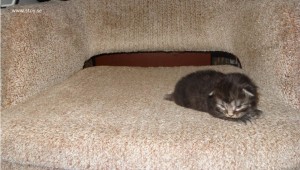 Kattunge norsk skogkatt 11 dagar gammal