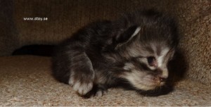 Kattungen Virvla, Norsk skogskatt, 11 dagar gammal