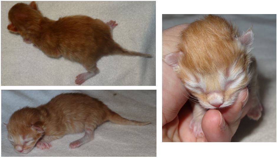 Kattungen Spira som nyfödd