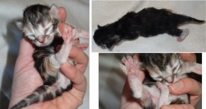 Kattunge till Salu, norsk skogkatt, Virvla
