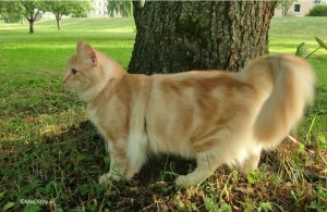 Stoy en norsk skogkatt
