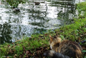 En norsk skogkatt, norsk skogskatt