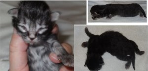 Norsk skogkatt-unge till salu