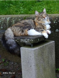Tjejen, en norsk skogkatt