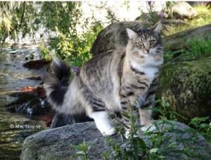 Norsk skogkatt Tjejen S*Aborgatos Caramba