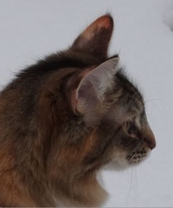 Huvudform norsk skogkatt, profil, 1 år gammal