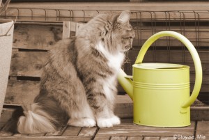 Norsk skogkatt, gul kanna
