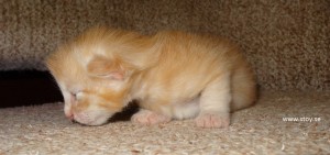 Kattunge, norsk skogskatt, 11 dagar gammal hona
