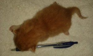 kattungen Glimra knappt en vecka gammal.