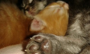 Kattungar till salu i Stockholm Norsk skogkatt