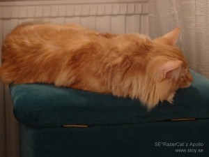 Norsk skogskatt SE*RazerCat’z Apollo Stoy