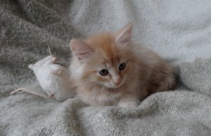 Kattungen Glimta är en 8 veckor ung norsk skogkatt som är till salu i Stockholm.