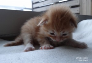 Glimra två veckor ung Norsk skogkatt