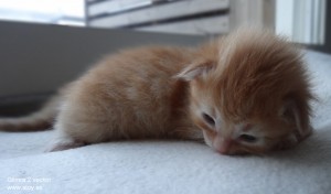 Glimra är en norsk skogkatt, finaste kattungen