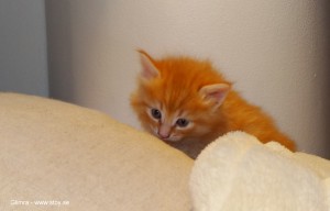 Kattungen Glimra fyra veckor röd hona