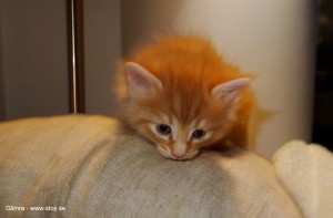 Kattungen Glimra fyra veckor röd hona Norsk skogkatt