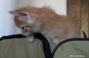 Kattungen Glimra är en liten skogis som gillar att klättra. Att rymma från kattlekhagen är roligt.