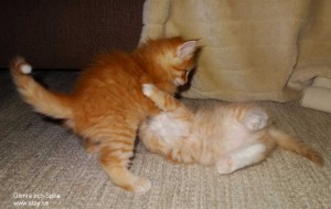Kattungen Glimra till höger brottas med syrran Spira som här ligger på rygg. Drygt fem veckor.