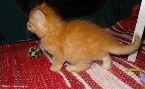 Glimra Norsk skogkatt 4 veckor