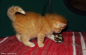 Glimra norsk skogkatt fyra veckor