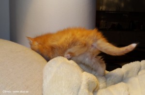 Kattungen Glimra fyra veckor gillar att klättra