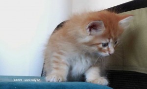 Kattungen Glimra 5 veckor