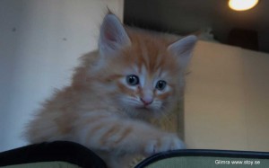 Kattungen Glimra är en liten röd hona på fem veckor.