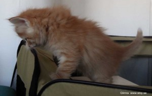 Kattungen Glimra 5 veckor
