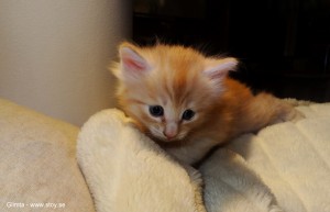 Glimta fyra veckor röd hona norsk skogkatt
