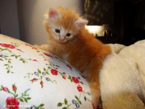Guldklimp fyra veckor kattunge norsk skogkatt
