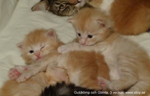 kattunge till Salu norsk skogkatt stockholm