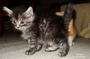 Kattungen Skimmer 5 veckor. Svart med silver. Norsk skogkatt.