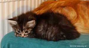 Kattungen Skimmer 5 veckor