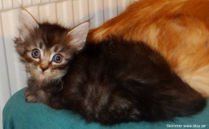Skimmer 5 veckor. Norsk skogkatt. Kattunge till salu.