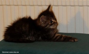 Skimmer 5 veckor. Norsk skogkatt. Kattunge till salu.