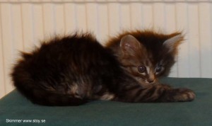 Skimmer 5 veckor. Norsk skogkatt. Kattunge till salu.