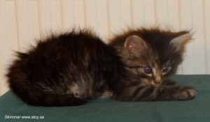 Skimmer 5 veckor. Norsk skogkatt. Kattunge till salu.