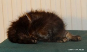 Skimmer 5 veckor. Norsk skogkatt. Kattunge till salu.