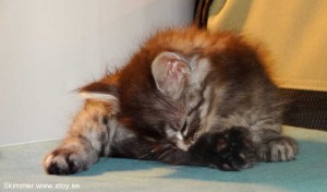 Skimmer 5 veckor. Norsk skogkatt. Kattunge till salu.