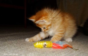 Kattungen Spira, en fem veckor ung röd hona. Norsk skogkatt.