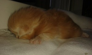 NFO ds 22 - Norsk skogkatt , färg röd med silver och tabby-mönstrad