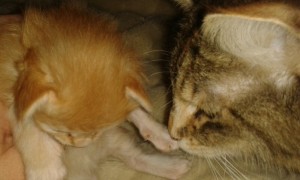 Kattmamman S*Aborgatos Caramba "Tjejen" kollar in kattungen Spira