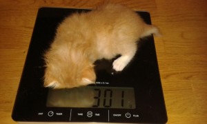 Kattungen Spira vägs in när hon fyllde tre veckor.