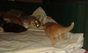 Kattungen Glimra 3 veckor